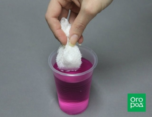 В чем замачивать семена перед посевом: 10 проверенных вариантов