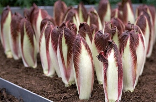 Цикорные салаты для силы и здоровья