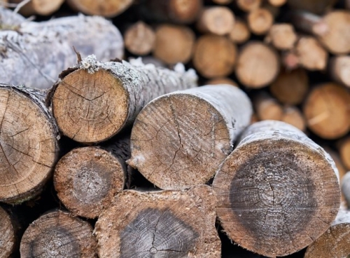 Грибы на даче – виды, способы выращивания и есть ли смысл вообще