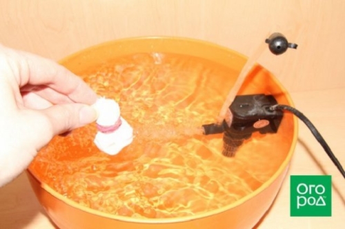 В чем замачивать семена перед посевом: 10 проверенных вариантов