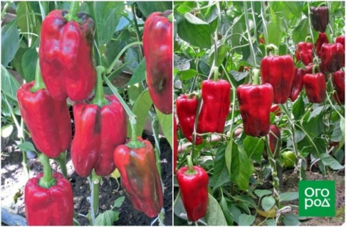 16 лучших сортов и гибридов сладкого перца для теплицы