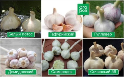 Выращивание ярового чеснока: сорта, уход, сложности