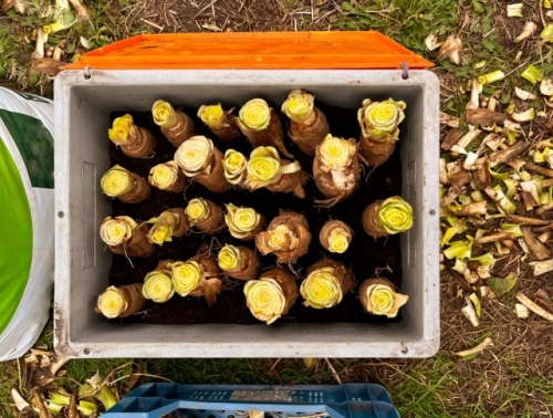 Цикорные салаты для силы и здоровья