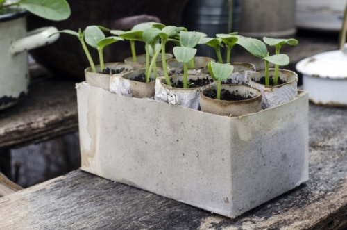 Во что сеять огурцы и кабачки, чтобы рассада легко перенесла пересадку