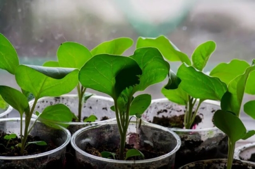 Чтобы "синенькие" колосились: правила пышной и крепкой рассады баклажанов