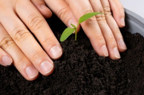 Пора сеять перец! У вас все готово?