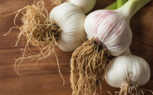 Выращивание ярового чеснока: сорта, уход, сложности