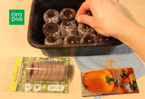 Как получить крепкую рассаду перца – пошаговый мастер-класс с фото