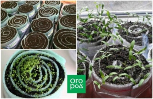 Во что сеять огурцы и кабачки, чтобы рассада легко перенесла пересадку