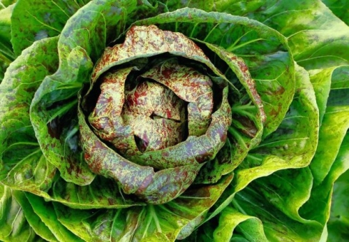 Цикорные салаты для силы и здоровья