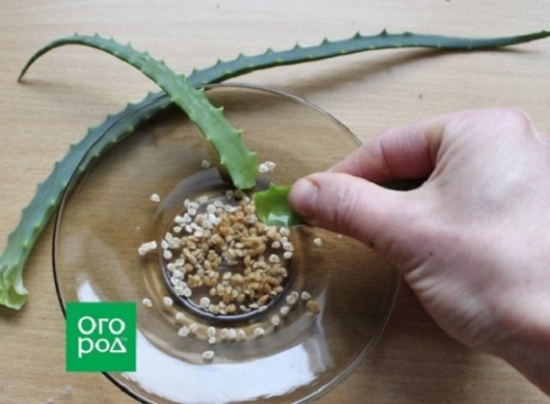 В чем замачивать семена перед посевом: 10 проверенных вариантов