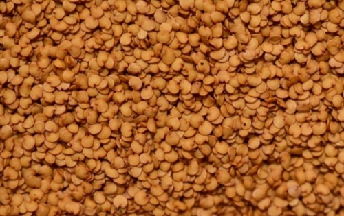 Чтобы "синенькие" колосились: правила пышной и крепкой рассады баклажанов