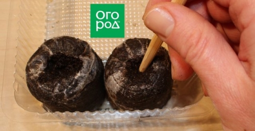 Как вырастить рассаду в торфяных таблетках – пошаговый мастер-класс с фото