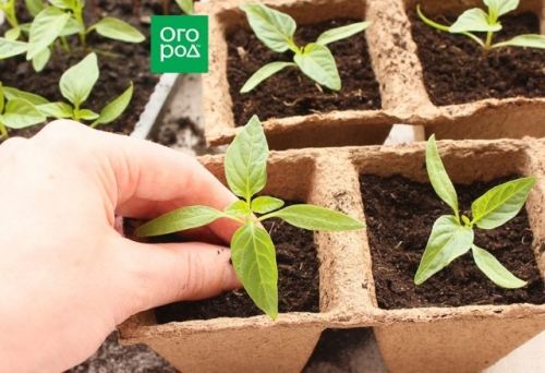 Как получить крепкую рассаду перца – пошаговый мастер-класс с фото