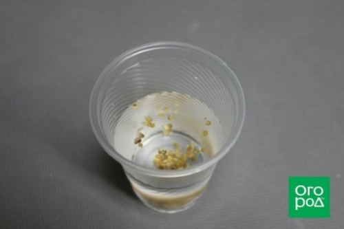 В чем замачивать семена перед посевом: 10 проверенных вариантов