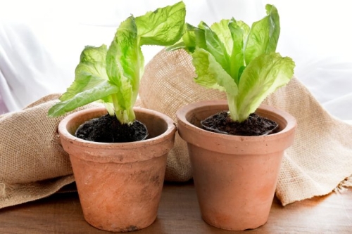 Цикорные салаты для силы и здоровья