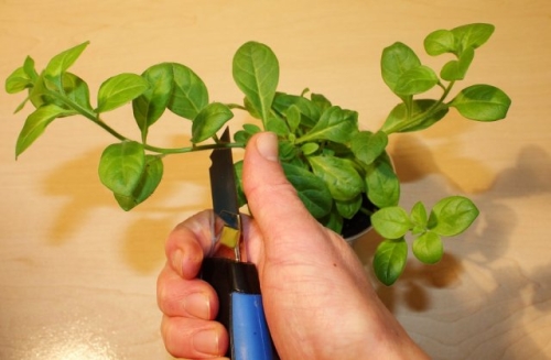 Как вырастить рассаду в торфяных таблетках – пошаговый мастер-класс с фото