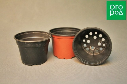 Во что сеять огурцы и кабачки, чтобы рассада легко перенесла пересадку