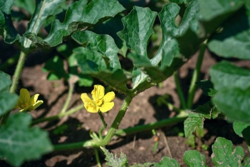 Арбузы в Подмосковье: лучшие сорта и агротехника