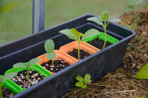 Арбузы в Подмосковье: лучшие сорта и агротехника