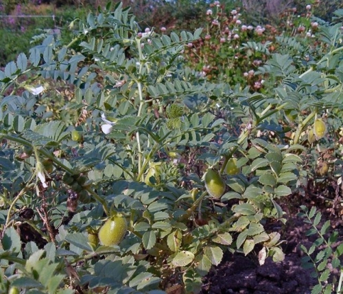 Нут: выращиваем на даче в средней полосе