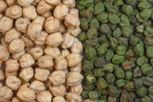 Нут: выращиваем на даче в средней полосе