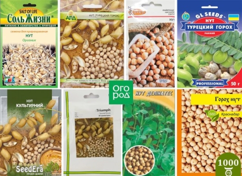 Нут: выращиваем на даче в средней полосе