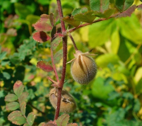 Нут: выращиваем на даче в средней полосе