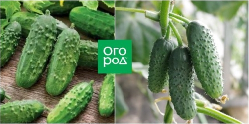 10 сортов и гибридов огурцов для балкона и подоконника