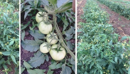 6 необычных способов выращивания томатов от наших читателей