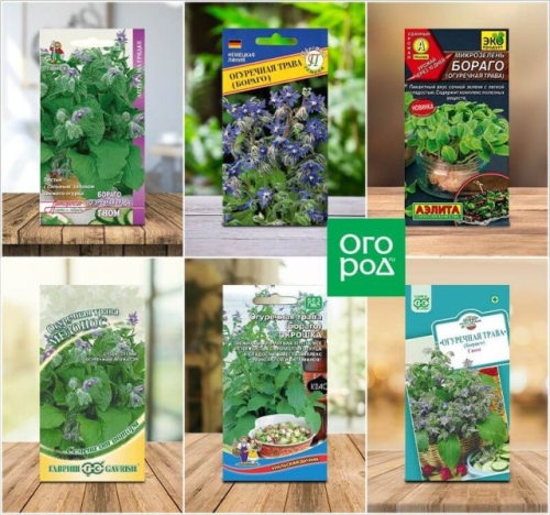 Как вырастить на даче съедобную огуречную траву, или бораго