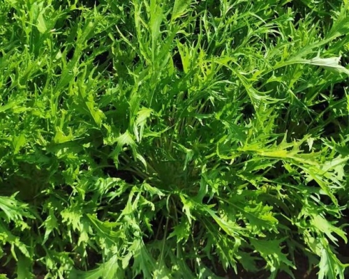 Моя первая грядка: самая простая и быстрорастущая зелень для начинающих дачников