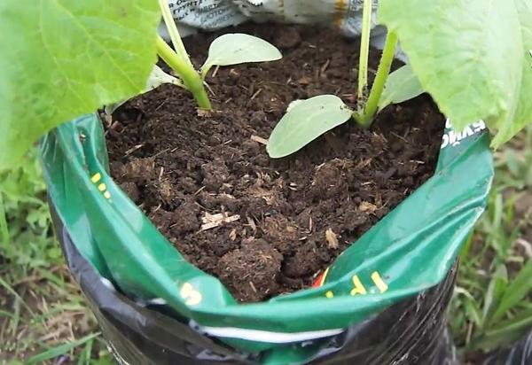 Выращиваем огурцы в мешках: чем удобен этот способ