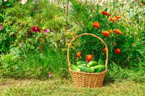 Что можно посадить рядом с огурцами