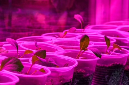 Когда высаживать рассаду капусты