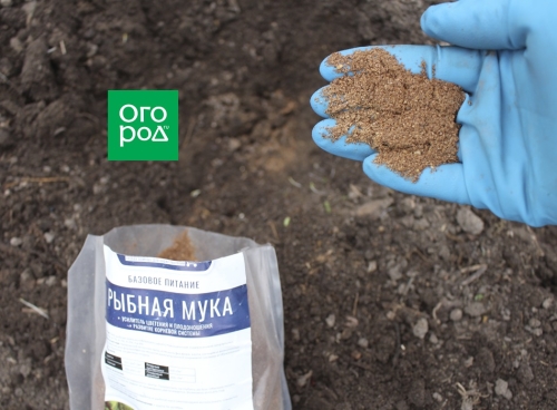 Грядка для помидоров: готовим правильно