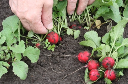 Почему редис не формирует корнеплод, а идет в стрелку