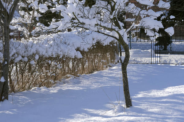 Без укрытия не выживут: красивые кустарники, которые на зиму нужно утеплить